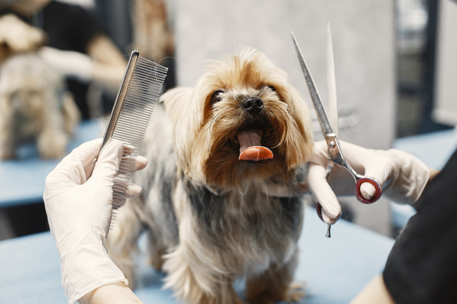 A Dog Showing Tongue While Grooming