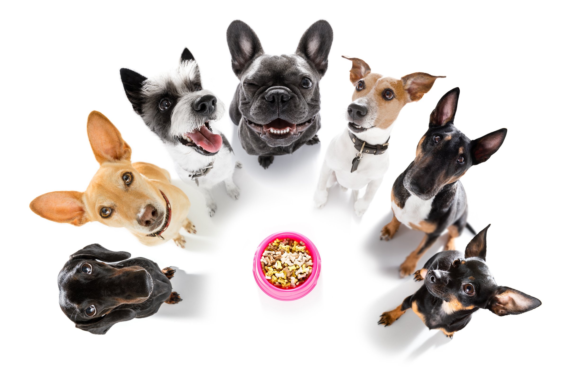 Variety of Dogs, Surrounding Dog Bowl 